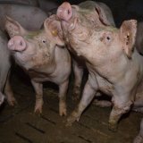 VGT startet bundesweite Kampagne gegen Vollspaltenböden in Schweinehaltung