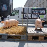 VGT fordert: Schluss mit den Vollspaltenböden in der Schweinehaltung!