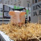 Einladung: Tierschutz-Aktion Schweine morgen Donnerstag in Wr. Neustadt