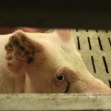 Einladung: Tierschutz-Aktion Schweinehaltung morgen Freitag in Linz