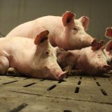 65 % der 1,1 Millionen Schweine OÖs müssen auf Vollspaltenboden ohne Stroh leben