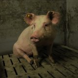 Einladung: Morgen VGT-Aktion in Bregenz zu Vollspaltenböden in der Schweinehaltung