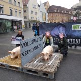36 % der Schweine in Vorarlberg leben ohne Stroh auf hartem Betonspaltenboden