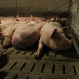 VGT antwortet LK-Präsidenten: wenn Schweinehaltung bereits so gut, passen wir Gesetz an