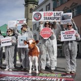 Internationaler Tag gegen Tiertransporte: Die Tiere leiden weiter