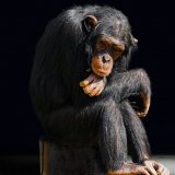 Einladung: Vortrag über Grundrechte für Menschenaffen von renommiertem Primatologen