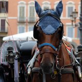 Landesweites Fiakerverbot: Italien fährt Österreich im Pferdeschutz davon!