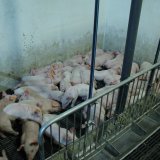 Einladung: Pressekonferenz zu repräsentativer Umfrage Vollspaltenboden Schweinehaltung