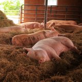 Tierschutzaktion: Stroh und „Schweine“ vor dem Landwirtschaftsministerium