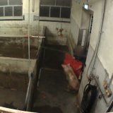 Elektro-Folter am Skandalschlachthof – Tierärzte schauen zu!