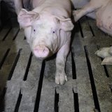 Volksanwaltschaft stellt Missstand in Schweinehaltung fest: fordert praktische Konsequenzen