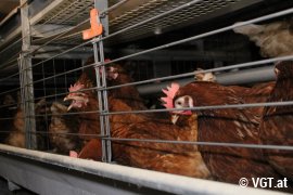 Hühner in Käfigen