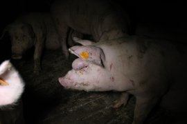 Schwein mit großer Eiterbeule über dem Auge