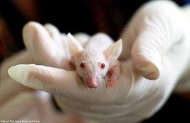 Weiße Maus in Hand mit Operationshandschuhen