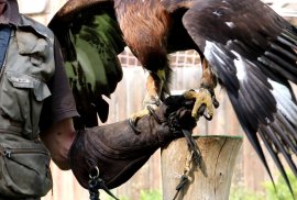 Adler mit Geschüh