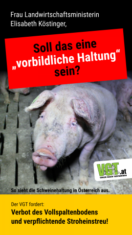 Schwein auf Vollspaltenboden mit Frage an Ministerin Köstinger