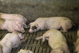 Schweine auf Vollspaltenboden mit Kot im Gesicht