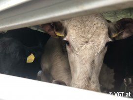Kuh auf Tiertransporter
