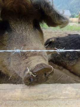 Schwein mit Stacheldraht durch die Nase 1