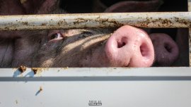Schwein im Tiertransport