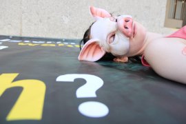 Aktivistin als verstorbenes Schwein