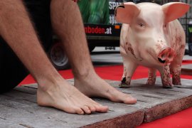 Plastikschwein und Aktivist auf Vollspaltenboden
