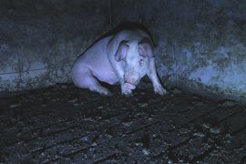 Schwein auf Vollspaltenboden