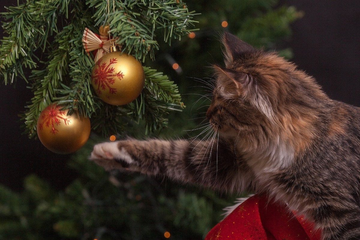 Gefahren für Haustiere in der Weihnachtszeit