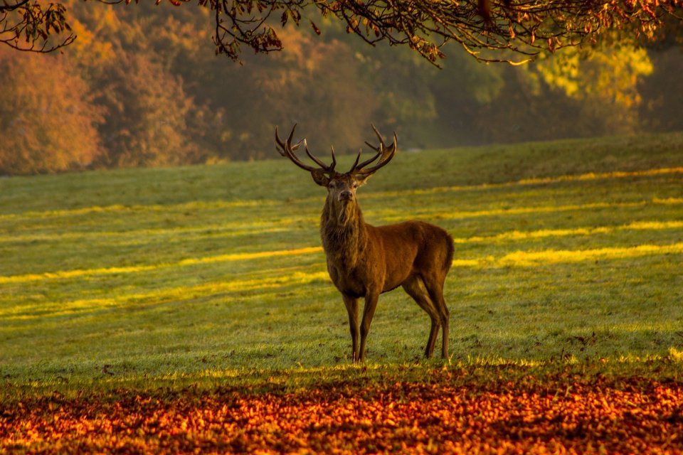 VGT zu Aussendung Jagd Österreich die Jägerschaft bedroht