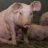 Einladung: morgen Mittwoch VGT-Aktion in Wien zu Vollspaltenböden in der Schweinemast