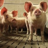 VGT antwortet Köstinger: Österreich ist bei Mastschweinehaltung EU-Schlusslicht!