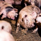 VGT kritisiert Tierschutzministerium: Vollspaltenboden ist für Schweine nicht angenehm