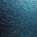 Karfreitag – kein Fest für Fische