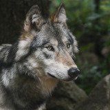 Steirer und Steirerinnen begrüßen zu 77 % die Rückkehr des Wolfes