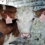 Großer Erfolg für die Tiere: EU-Parlament stimmt FÜR einen U-Ausschuss zu Tiertransporten