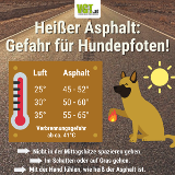 Heißer Asphalt: Gefahr für Hundepfoten!