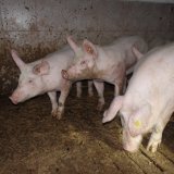 VGT-Protest gegen Schweineleid auf Vollspaltenboden in Hallein bei Salzburg