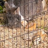 Auch kleine Kaninchen zählen: Halterin kümmert sich nicht, Tier hinter dem Haus einfach abgestellt