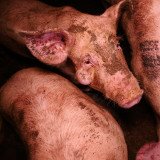 Medienspiegel: Schweineskandal Steiermark