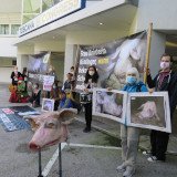 VGT-Protest gegen Vollspaltenboden in Gmunden: Köstinger beim Tag des Handels