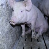 VGT: Regierungsprogramm zu Tierschutz viele salbungsvolle Worte, wenig Konkretes
