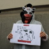 VGT-Kälberprotest: Tiertransporte aus Österreich in den Libanon sind illegal!