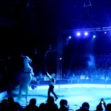 Circus Safari fällt im Tierschutz durch