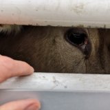 Breaking News: Niederlande setzen Tiertransporte wegen Corona aus