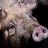 VGT präsentiert neues Video zu Vollspaltenboden ohne Stroh in der Schweinehaltung