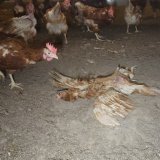 Vergaste Kücken, tote Hennen – in 10 traurigen Schritten vom Huhn zum Ei 