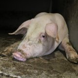 VGT antwortet auf Statement der Skandal-Schweinefabrik: alle Vorwürfe bestätigt!