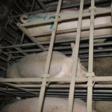 VGT deckt weiter auf: nun auch grauenhafte Bilder der Zucht der Skandal-Schweinefabrik