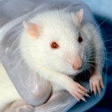 VGT veröffentlicht zum Welt-Versuchstiertag Video zur Situation der Tierversuche