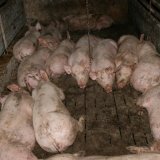 Aufgedeckt: der VGT präsentiert Schlachtkörper-Untersuchungen an Vollspalten-Schweinen
